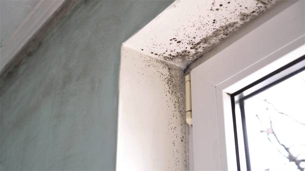 Certified Mold Removal in Clayton, MO