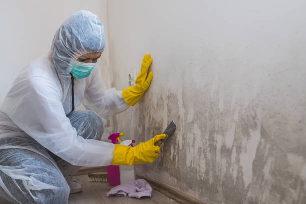 Mold Testing and Removal in Clayton, MO