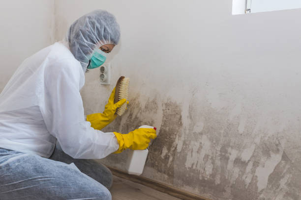 Trusted Clayton, MO Mold Removal Experts