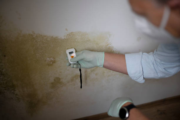 Best Commercial Mold Removal  in Clayton, MO