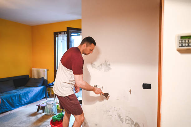 Best Black Mold Removal  in Clayton, MO