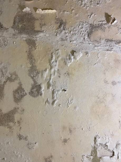 Best Mold Remediation  in Clayton, MO