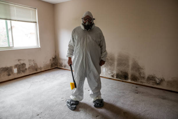 Best Mold Damage Repair  in Clayton, MO